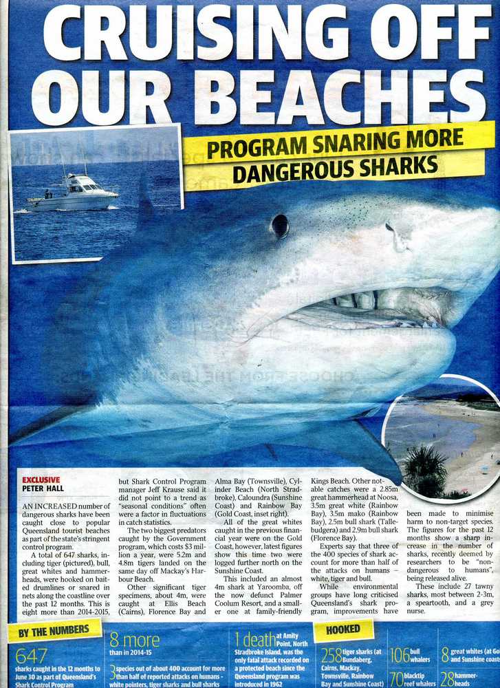 phils-ramblings-sharks